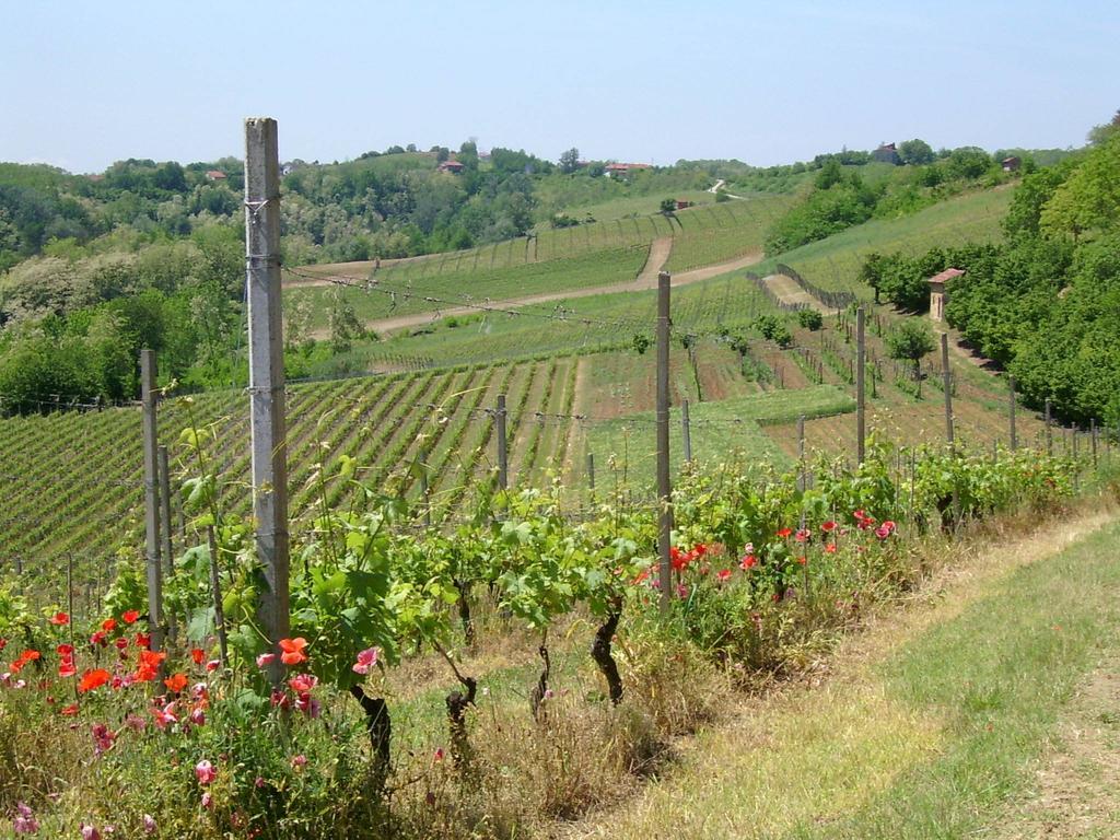 Cascina Rollone Villa Rocchetta Tanaro Eksteriør bilde